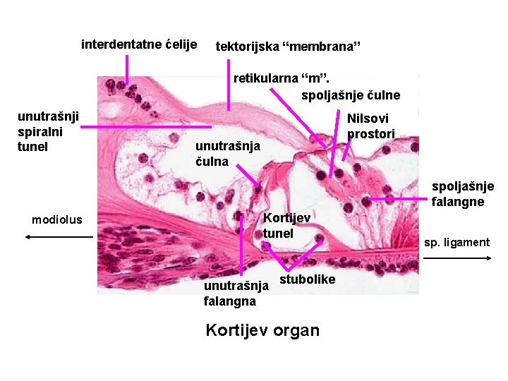 interdentatne ćelije tektorijska “membrana” retikularna “m”. spoljašnje čulne unutrašnji spiralni tunel Nilsovi prostori unutrašnja