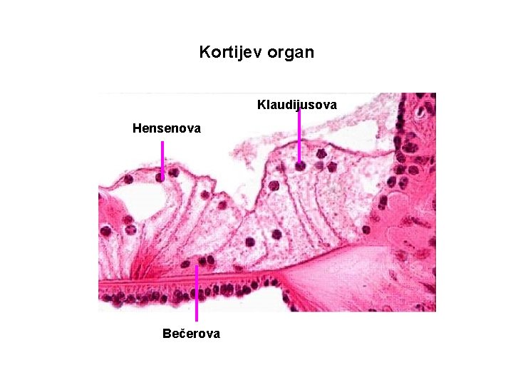 Kortijev organ Klaudijusova Hensenova Bečerova 