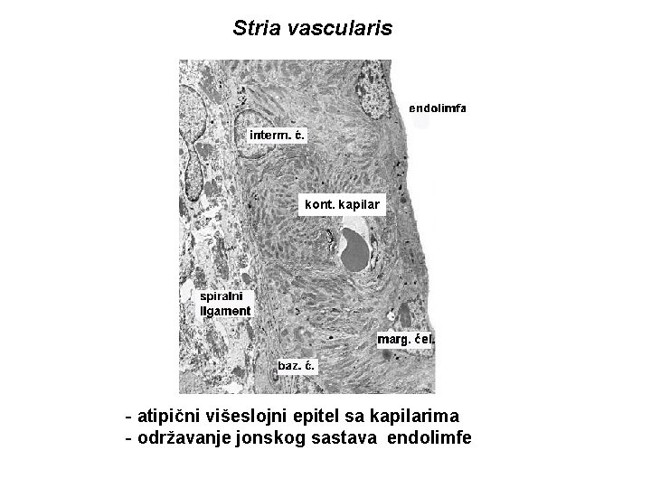 Stria vascularis kont. kapilar - atipični višeslojni epitel sa kapilarima - održavanje jonskog sastava