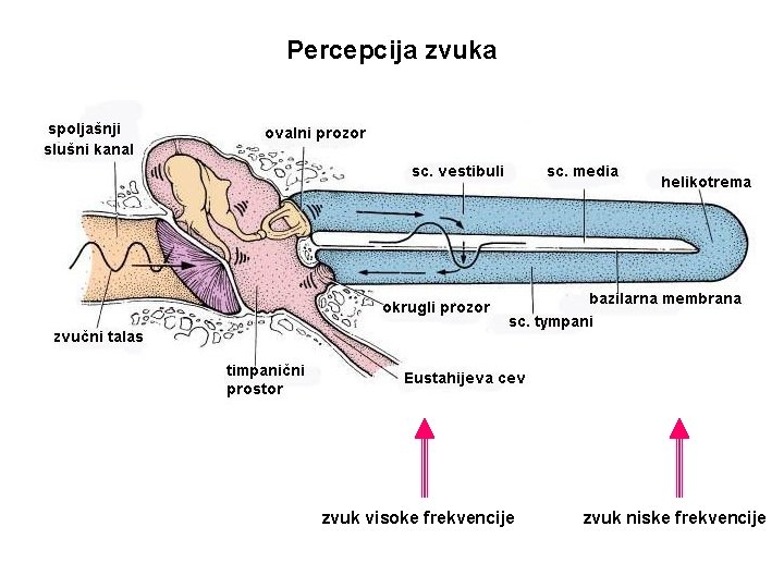 Percepcija zvuk visoke frekvencije zvuk niske frekvencije 