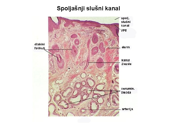 Spoljašnji slušni kanal 