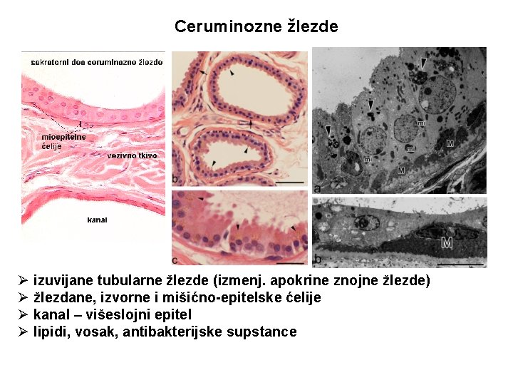 Ceruminozne žlezde Ø izuvijane tubularne žlezde (izmenj. apokrine znojne žlezde) Ø žlezdane, izvorne i