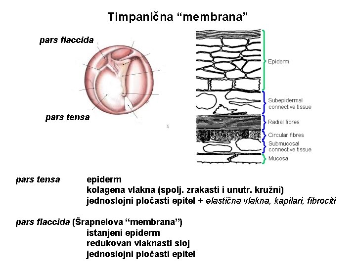 Timpanična “membrana” pars flaccida pars tensa epiderm kolagena vlakna (spolj. zrakasti i unutr. kružni)
