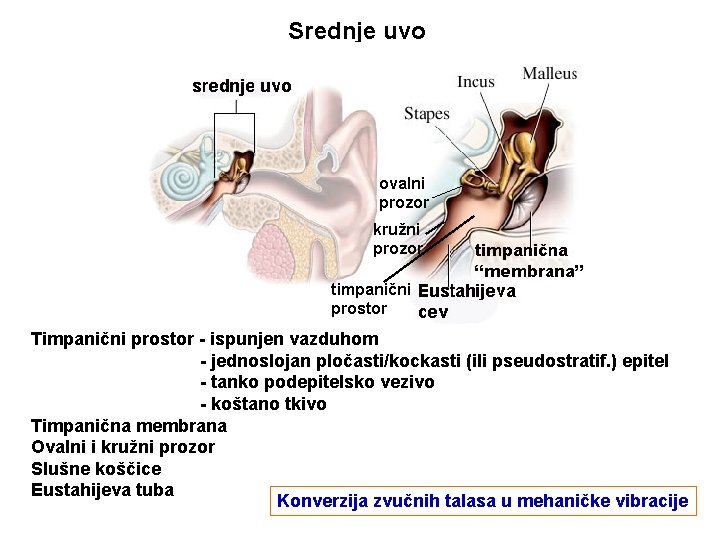 Srednje uvo ovalni prozor kružni prozor timpanični prostor Timpanični prostor - ispunjen vazduhom -