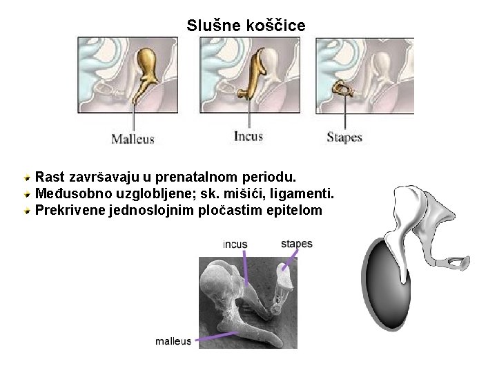 Slušne koščice Rast završavaju u prenatalnom periodu. Međusobno uzglobljene; sk. mišići, ligamenti. Prekrivene jednoslojnim