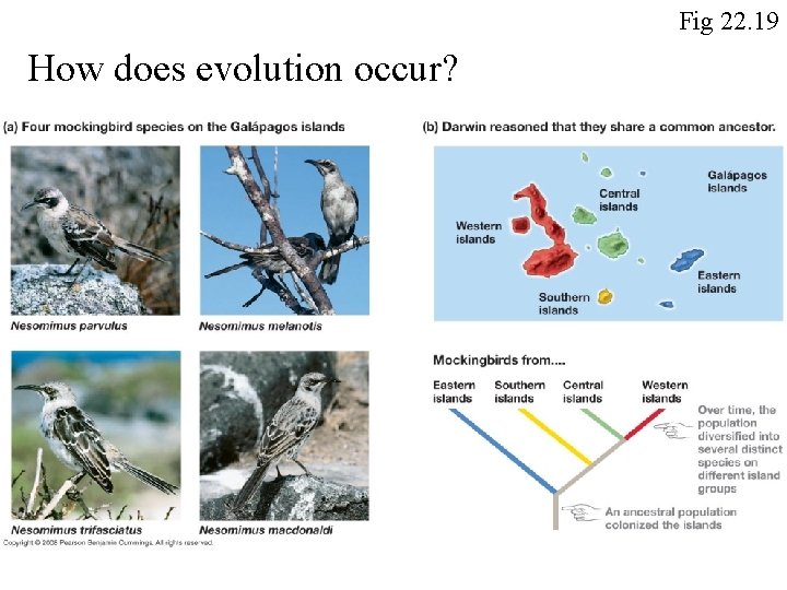 Fig 22. 19 How does evolution occur? Fig 22. 19 How does evolution occur?