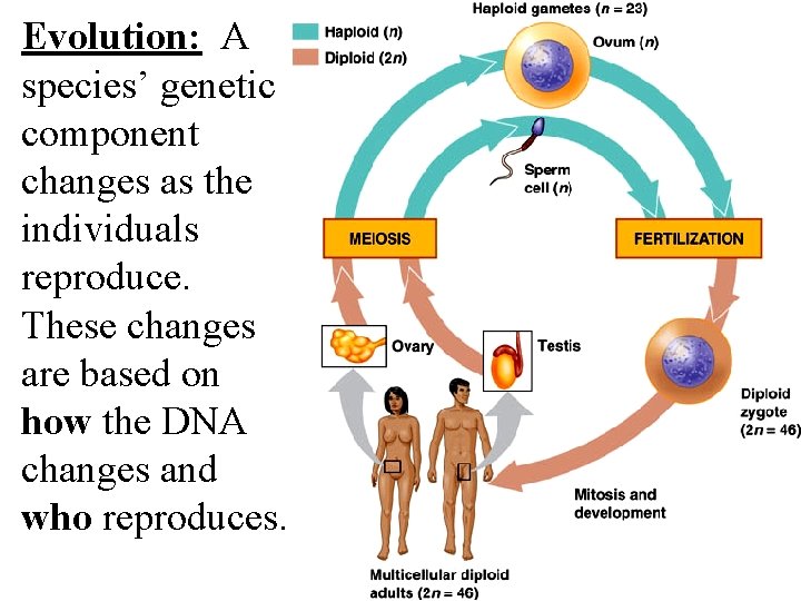 Evolution: A species’ genetic component changes as the individuals reproduce. These changes are based Evolution: A species’ genetic component changes as the individuals reproduce. These changes are based