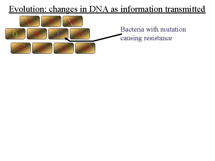Evolution: changes in DNA as information transmitted O O O O Bacteria with mutation Evolution: changes in DNA as information transmitted O O O O Bacteria with mutation