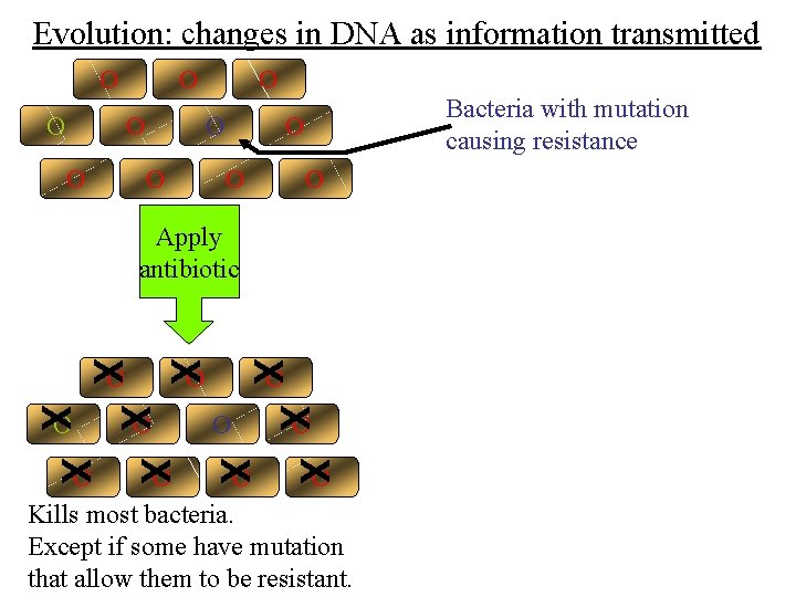 Evolution: changes in DNA as information transmitted O O O O Bacteria with mutation Evolution: changes in DNA as information transmitted O O O O Bacteria with mutation