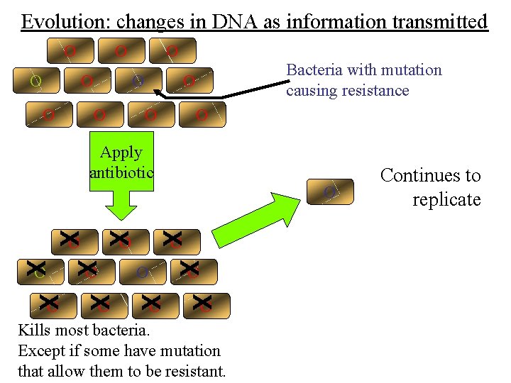 Evolution: changes in DNA as information transmitted O O O O Bacteria with mutation Evolution: changes in DNA as information transmitted O O O O Bacteria with mutation