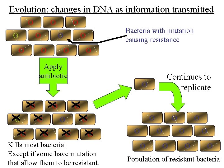 Evolution: changes in DNA as information transmitted O O O O Bacteria with mutation Evolution: changes in DNA as information transmitted O O O O Bacteria with mutation