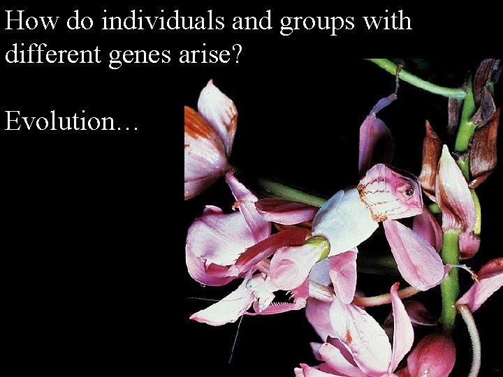How do individuals and groups with different genes arise? Evolution… How do individuals and groups with different genes arise? Evolution…