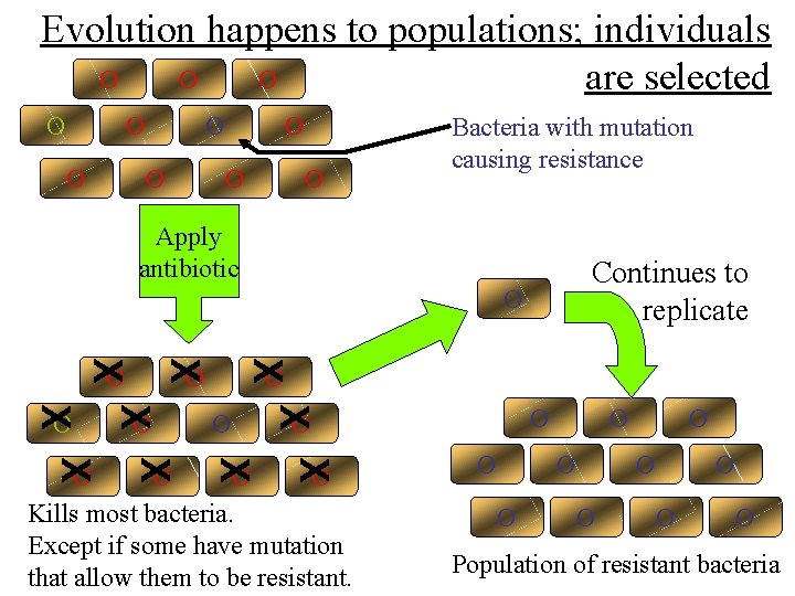 Evolution happens to populations; individuals O O O are selected O O O O Evolution happens to populations; individuals O O O are selected O O O O