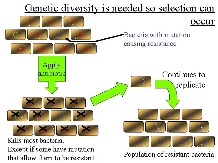 Genetic diversity is needed so selection can O O O occur O O O Genetic diversity is needed so selection can O O O occur O O O