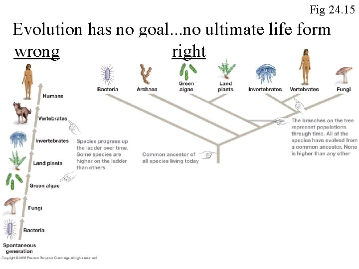 Fig 24. 15 Evolution has no goal. . . no ultimate life form wrong Fig 24. 15 Evolution has no goal. . . no ultimate life form wrong