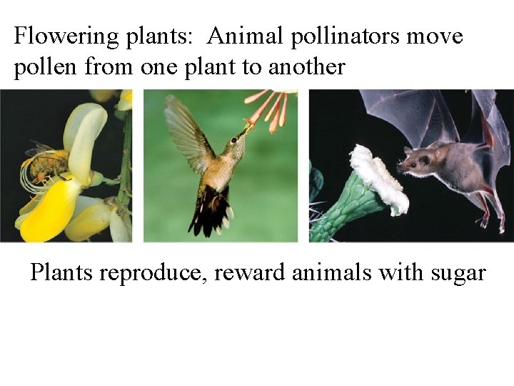 Flowering plants: Animal pollinators move pollen from one plant to another Plants reproduce, reward Flowering plants: Animal pollinators move pollen from one plant to another Plants reproduce, reward