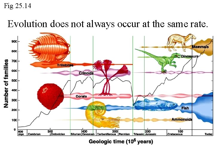 Fig 25. 14 Evolution does not always occur at the same rate. Fig 25. 14 Evolution does not always occur at the same rate.