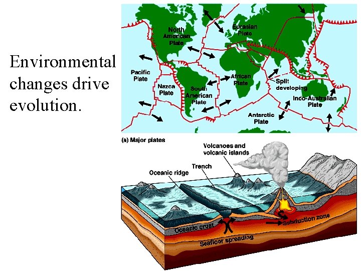 Environmental changes drive evolution. Environmental changes drive evolution.