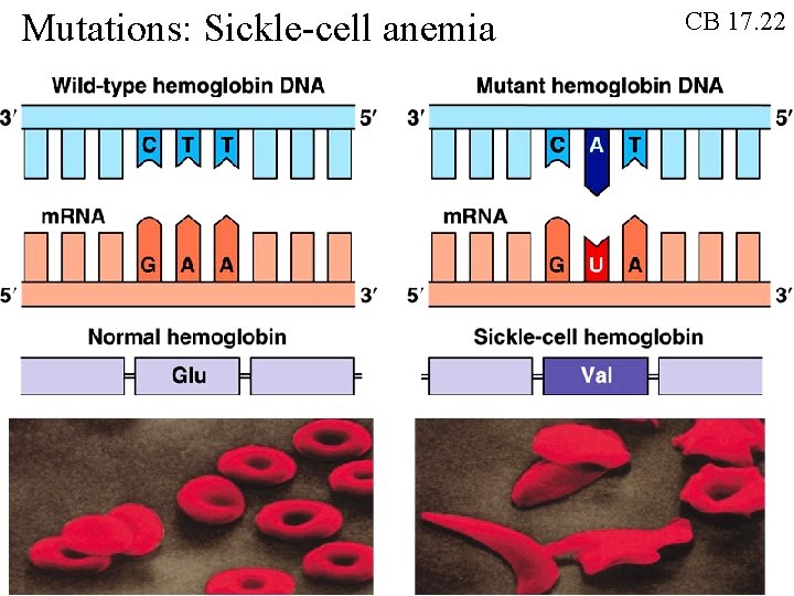 Mutations: Sickle-cell anemia CB 17. 22 Mutations: Sickle-cell anemia CB 17. 22