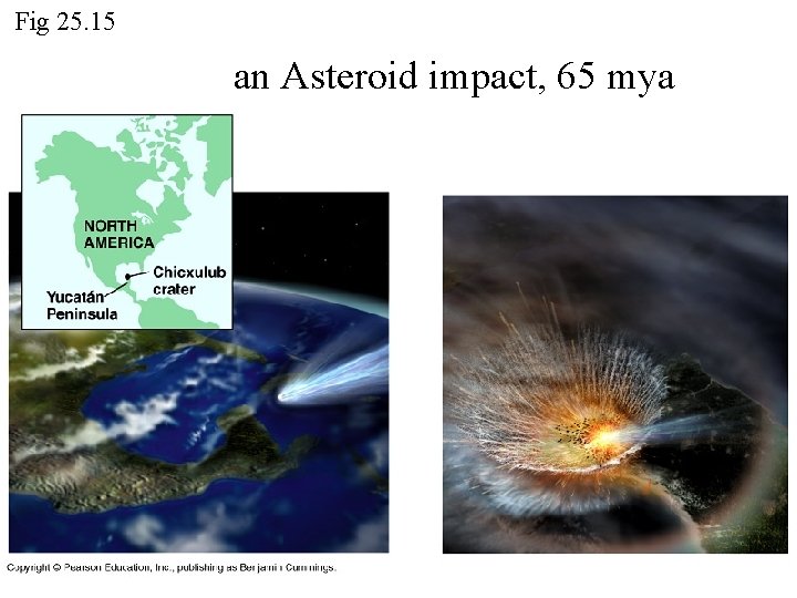 Fig 25. 15 an Asteroid impact, 65 mya Fig 25. 15 an Asteroid impact, 65 mya