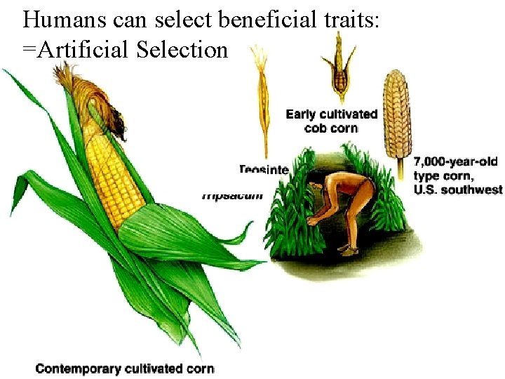 Humans can select beneficial traits: =Artificial Selection Humans can select beneficial traits: =Artificial Selection