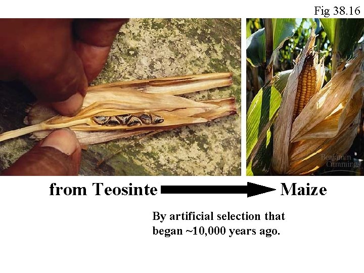 Fig 38. 16 from Teosinte Maize By artificial selection that began ~10, 000 years Fig 38. 16 from Teosinte Maize By artificial selection that began ~10, 000 years