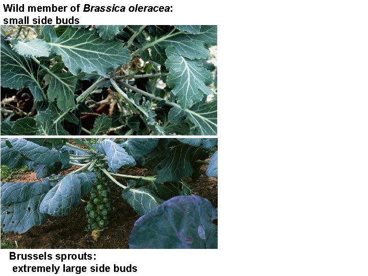 Wild member of Brassica oleracea: small side buds Brussels sprouts: extremely large side buds Wild member of Brassica oleracea: small side buds Brussels sprouts: extremely large side buds