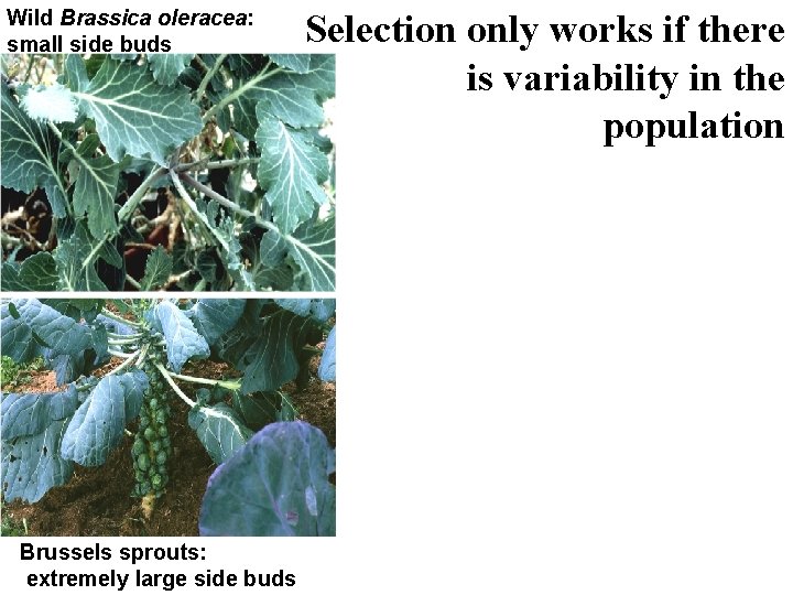 Wild Brassica oleracea: small side buds Brussels sprouts: extremely large side buds Selection only Wild Brassica oleracea: small side buds Brussels sprouts: extremely large side buds Selection only