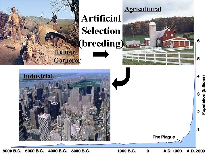 Artificial Selection (breeding) Hunter. Gatherer Industrial Agricultural Artificial Selection (breeding) Hunter. Gatherer Industrial Agricultural
