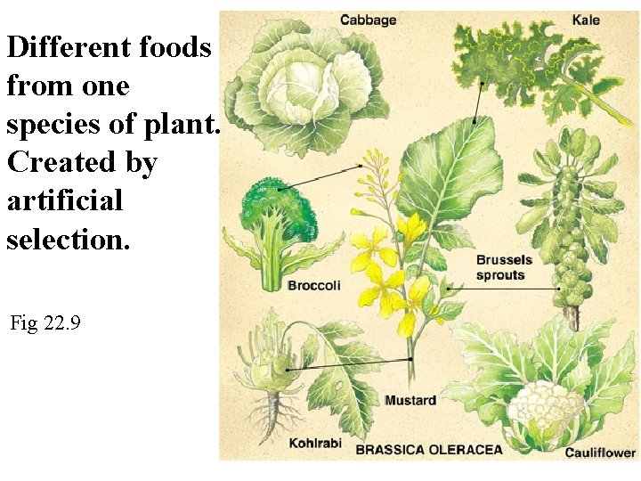 Different foods from one species of plant. Created by artificial selection. Fig 22. 9 Different foods from one species of plant. Created by artificial selection. Fig 22. 9