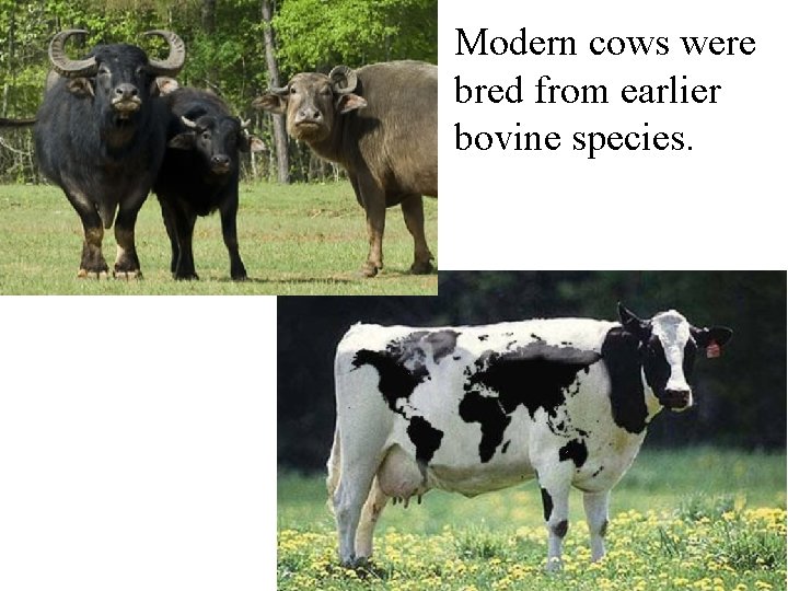 Modern cows were bred from earlier bovine species. Modern cows were bred from earlier bovine species.