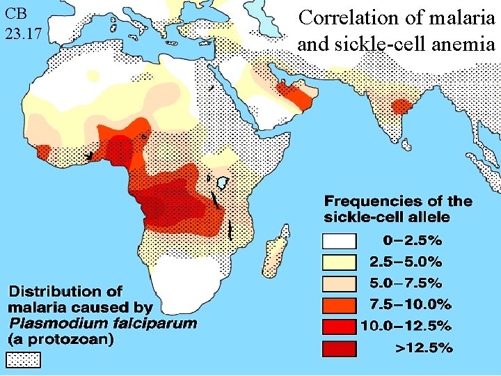 CB 23. 17 Correlation of malaria and sickle-cell anemia CB 23. 17 Correlation of malaria and sickle-cell anemia