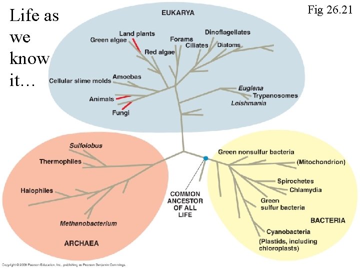 Life as we know it… Fig 26. 21 Life as we know it… Fig 26. 21