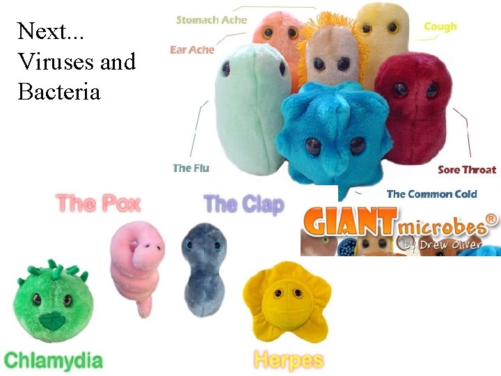 Next. . . Viruses and Bacteria Next. . . Viruses and Bacteria