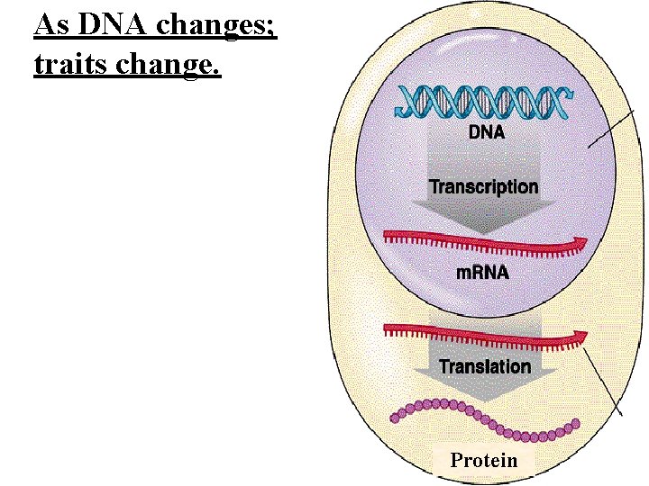 As DNA changes; traits change. Protein As DNA changes; traits change. Protein
