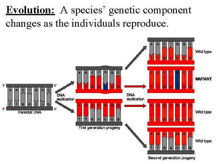 Evolution: A species’ genetic component changes as the individuals reproduce. Evolution: A species’ genetic component changes as the individuals reproduce.