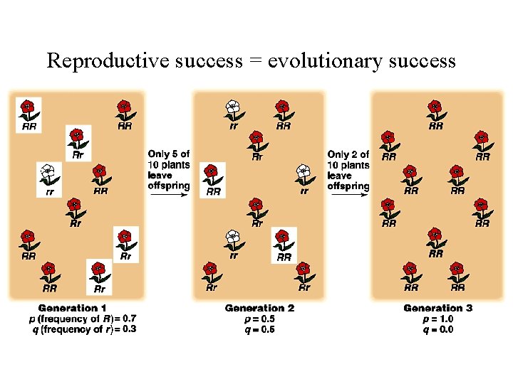 Reproductive success = evolutionary success Reproductive success = evolutionary success