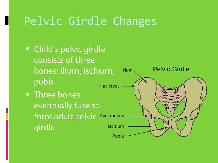 Pelvic Girdle Changes Child’s pelvic girdle consists of three bones: ilium, ischium, pubis Three