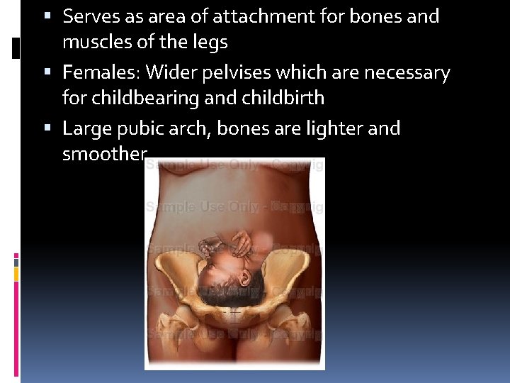  Serves as area of attachment for bones and muscles of the legs Females:
