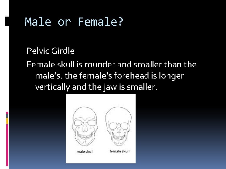 Male or Female? Pelvic Girdle Female skull is rounder and smaller than the male’s.