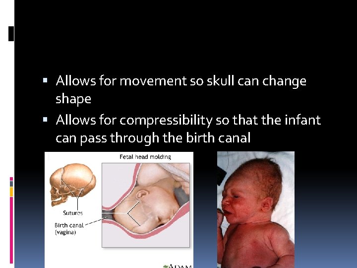  Allows for movement so skull can change shape Allows for compressibility so that