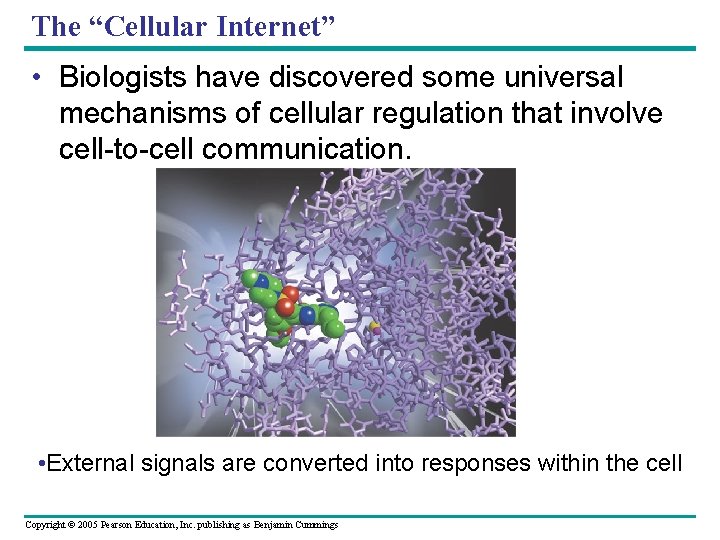 The “Cellular Internet” • Biologists have discovered some universal mechanisms of cellular regulation that