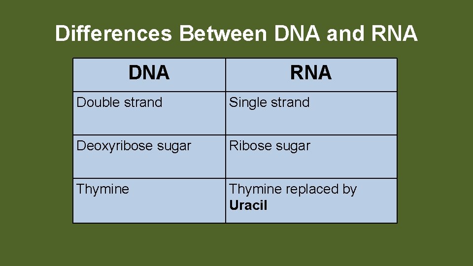 Differences Between DNA and RNA DNA RNA Double strand Single strand Deoxyribose sugar Ribose