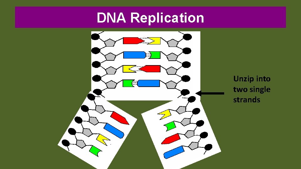 DNA Replication Unzip into two single strands 