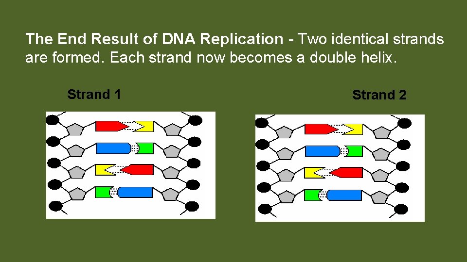 The End Result of DNA Replication - Two identical strands are formed. Each strand