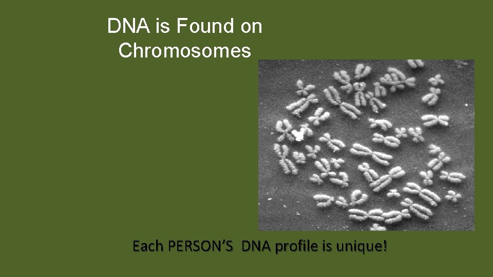 DNA is Found on Chromosomes Each PERSON’S DNA profile is unique! 