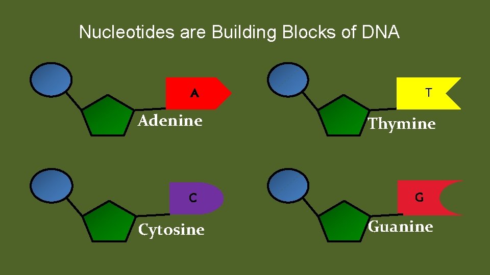 Nucleotides are Building Blocks of DNA A Adenine C Cytosine T Thymine G Guanine