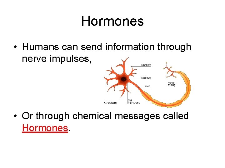 Hormones • Humans can send information through nerve impulses, • Or through chemical messages