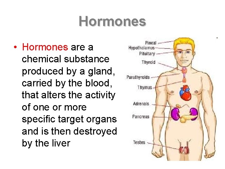 Hormones • Hormones are a chemical substance produced by a gland, carried by the