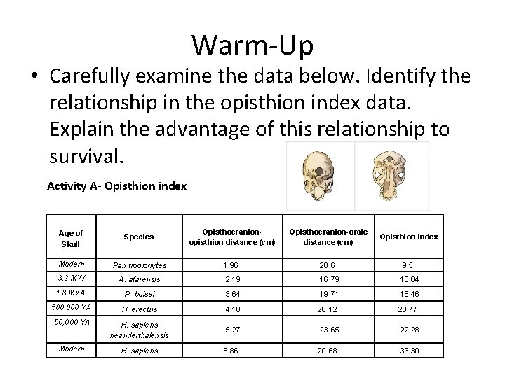 Warm-Up • Carefully examine the data below. Identify the relationship in the opisthion index